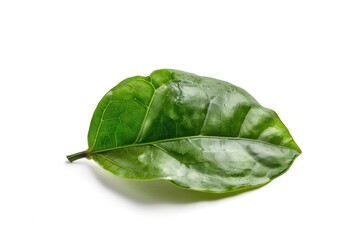 Poster - A single green leaf sitting on a white surface, great for backgrounds and textures