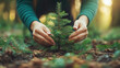 © Your Hand Please - hands planting a fir tree sapling in the soil, bathed in warm sunlight. Symbolizes growth, renewal, and hope for the future, connecting humans with nature's nurturing cycle