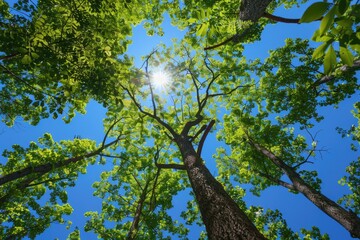 Poster - A sunny day scene with sunlight shining through the leaves of a tree