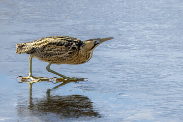eurasian bittern