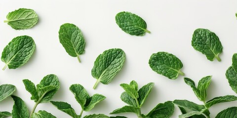 Sticker - green leaves on white background