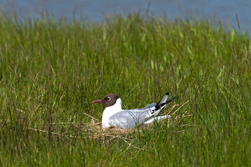 Canvas Print - Mouette rieuse, nid,.Chroicocephalus ridibundus, Black headed Gull