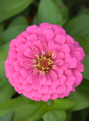 Canvas Print - Beautiful close-up of zinnia elegans