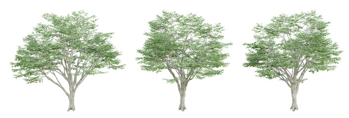 Wall Mural - 3d render of fagus sylvatica tree on transparent background, png plant.
