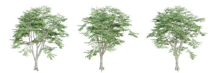 Wall Mural - 3d render of fagus sylvatica tree on transparent background, png plant.