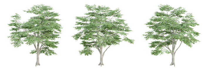 Wall Mural - 3d render of fagus sylvatica tree on transparent background, png plant.