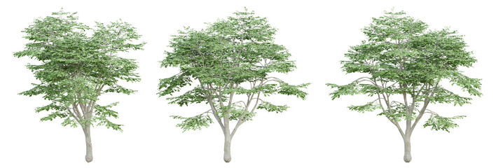 Wall Mural - 3d render of fagus sylvatica tree on transparent background, png plant.