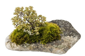 Sticker - [Transparent Background PNG]Closeup of Moss and a Small Plant on a Rock