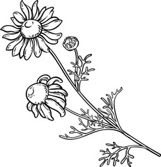 Poster - Chamomile Plant with Flowers Outline Illustration. Essential oil ingredient for cosmetics, spa, aromatherapy, health care, alternative medicine.