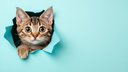 Wall Mural - A cat breaks through blue paper and poses in a hole with torn sides. There's also space for a copy. Advertisement for animal food or a veterinarian clinic.