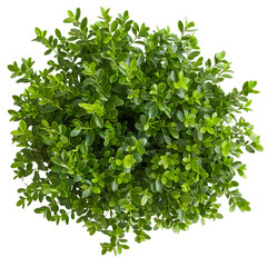 Canvas Print - [Transparent Background PNG]Green Bush Top View Isolated On White Background