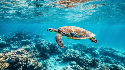 Wall Mural - Sea Turtle Swimming Through Coral Reef