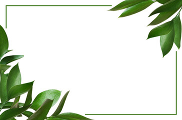 Wall Mural - floral corners with green twigs of ruscus and a frame isolated on white or transparent background