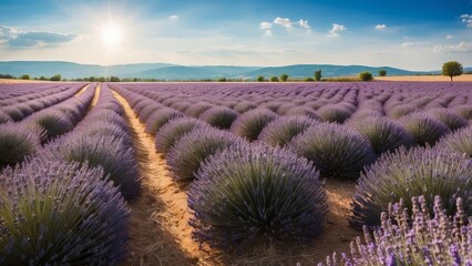 Lavender Field with Two Paths and a Sunlit Sky