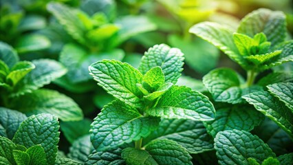 Poster - Fresh garden mint leaves , mint, herb, green, organic, fresh, plant, natural, aroma, culinary, cooking, ingredient, refreshing