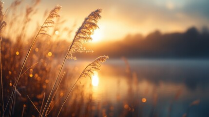 Poster - A close up of a sunset over water with some grass, AI