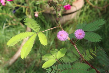shameplant, mimosa pudica or touch me not