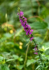 Wall Mural - Lythrum salicaria or purple loosestrife in the wild