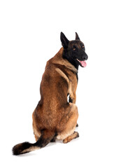 Poster - malinois in studio