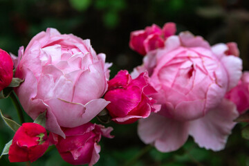 Wall Mural - flowering pink english rosa brother cadfael rose bush