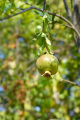 Wall Mural - Pomegranate branch with immature fruit