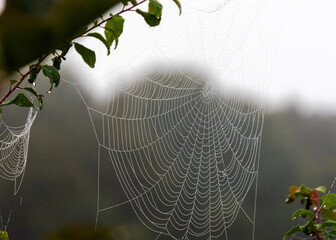 Wall Mural - dew drops on spider webs, foggy landscape, early summer morning, morning dew