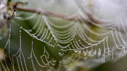 Wall Mural - dew drops on spider webs, foggy landscape, early summer morning, morning dew