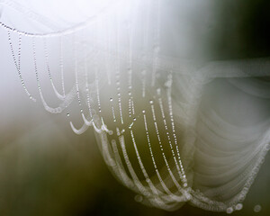 Wall Mural - dew drops on spider webs, foggy landscape, early summer morning, morning dew