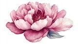 Pink peony flower in watercolor style isolated on a white background