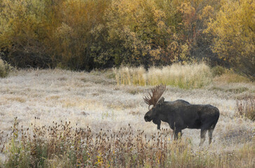 Canvas Print - Bull Moose during the Rut in Autumn in Wyoming