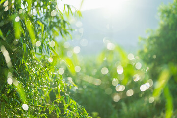 Wall Mural - lush green forest with a bright sun shining through the trees