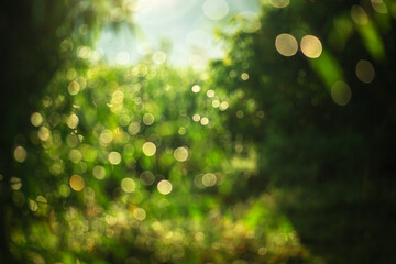 Wall Mural - the image is a blurry green forest with a lot of light shining through the trees