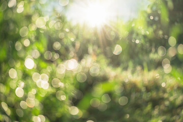 Wall Mural - the image is a blurry, green field with a bright sun shining through the trees