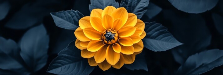 Wall Mural - Bright Yellow Flower Blooming in the Dark - A single yellow flower with dark green leaves in the background, symbolizing beauty, nature, growth, contrast, and hope.