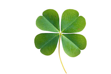 High-quality image of a green four-leaf clover against a transparent background. Symbol of luck and good fortune.