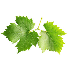 grape leaf