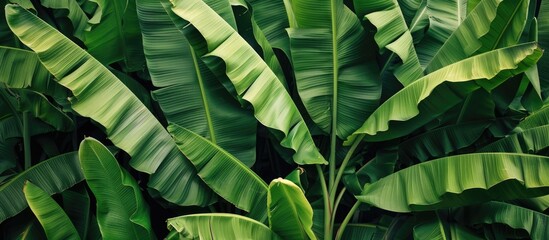 Wall Mural - Lush green banana leaves in a tiny garden provide a vibrant backdrop for a copy space image.