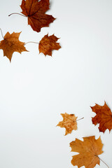 Wall Mural - Golden orange autumn leaves of maple tree on white background. Top view. Copy space