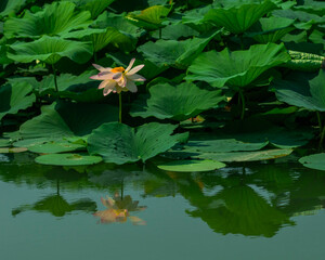 Fiore di loto