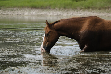 Horse standing in pond water for drink, farm animal hydration concept.