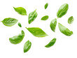 © JetHuynh - basil leaves flying on white background isolated PNG