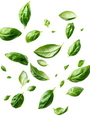 Wall Mural - basil leaves flying on white background isolated PNG