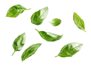 Wall Mural - basil leaves flying on white background isolated PNG