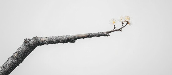 Wall Mural - Solitary Branch with Delicate Blooms