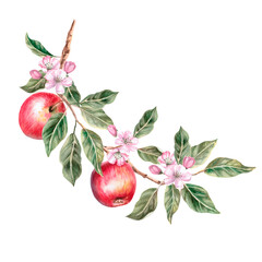 Blooming apple tree branch with ripe apples on it. Isolated autumnal illustration for farm organic products design, juice packaging and posters. Autumn fruit harvest