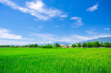 Poster - 夏の安曇野　爽やかな田園風景