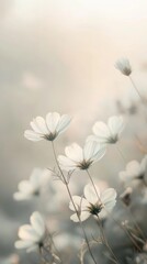 Aufkleber - White cosmos flowers in soft focus, serene pastel background. Natural beauty and tranquility concept