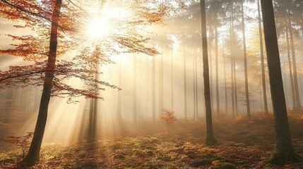 Wall Mural - Sunlight filters through misty trees in a serene forest during autumn, casting warm rays on colorful foliage and creating a tranquil atmosphere