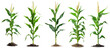 © Loony Dream Designs - Corn plants at various growth stages from seedling to maturity agriculture farming transparent background