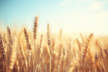 Canvas Print - Golden Wheat Field